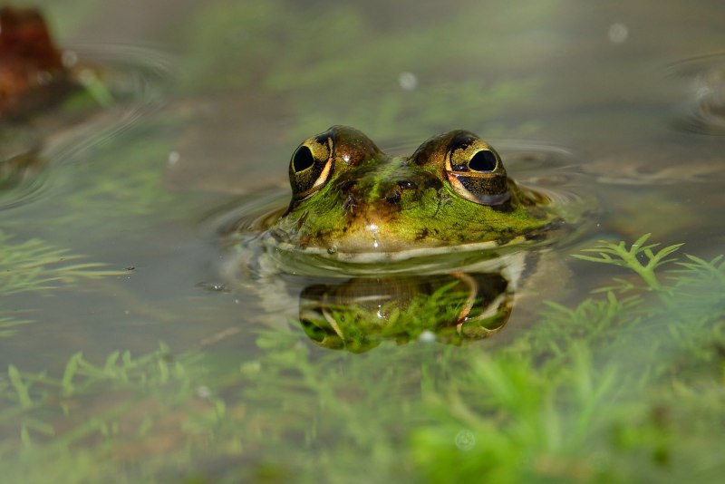 Черная дождевая лягушка breviceps fuscus