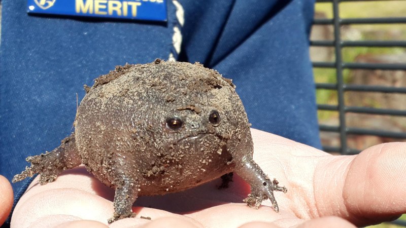 Черная дождевая лягушка breviceps fuscus