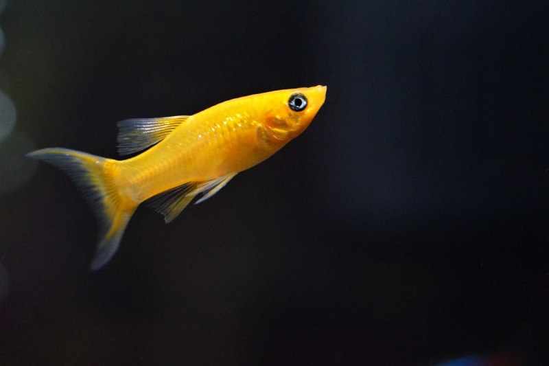 Моллинезия Poecilia sphenops