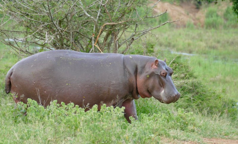Hippopotamus amphibius