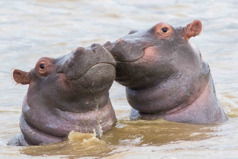 Бегемот Hippo