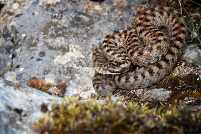 Гадюка Вагнера (Wagner’s Viper)