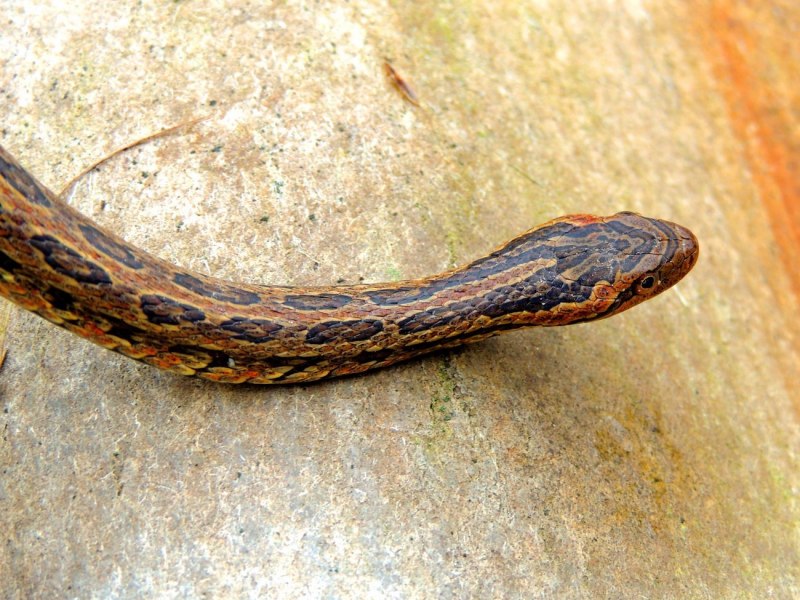 Hemorrhois hippocrepis