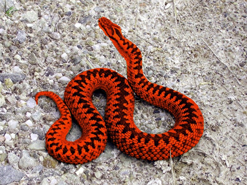 Vipera Aspis atra