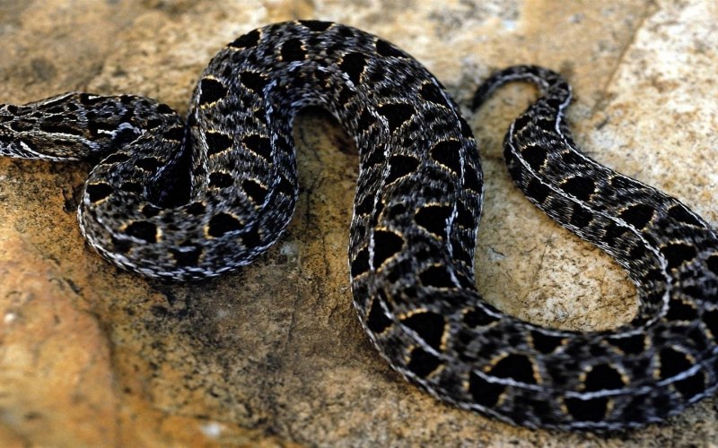 Гадюка Сахалинская ( Vipera sachalinensis )