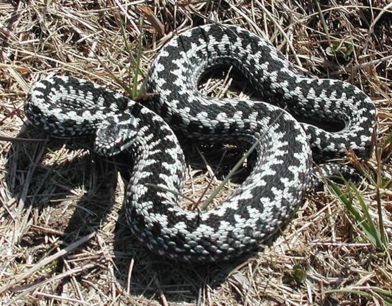 Diamondback Rattlesnake