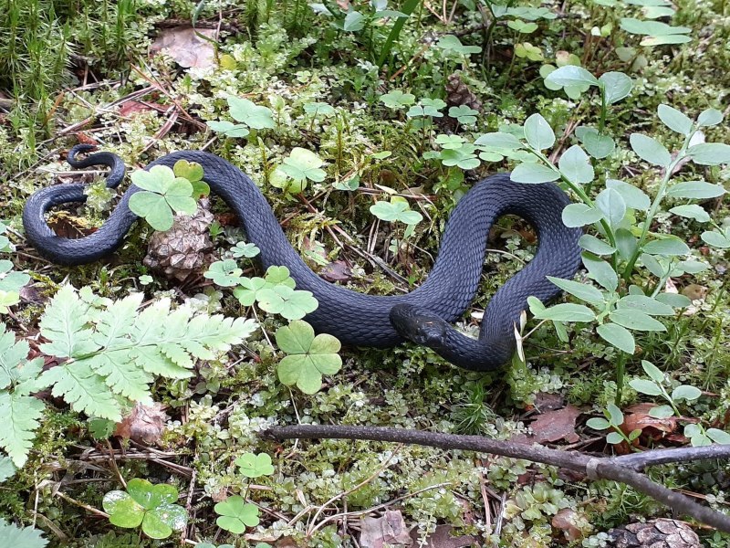 Vipera berus гадюка