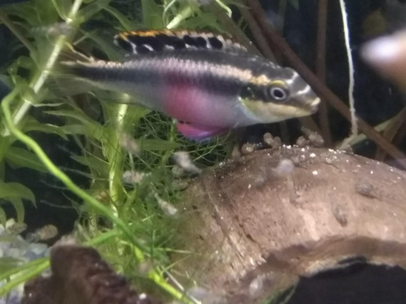 Попугай синий тигровый Hybrid Cichlid