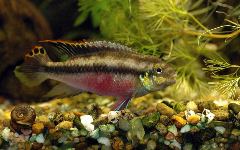 Пельвикахромис тениатус Pelvicachromis taeniatus