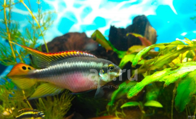 Yellow Rock Kribensis