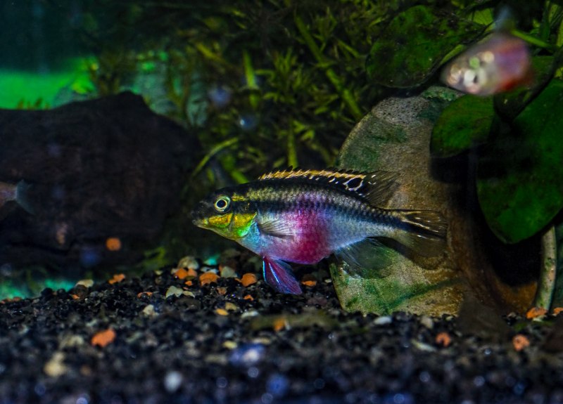 Pelvicachromis Kribensis