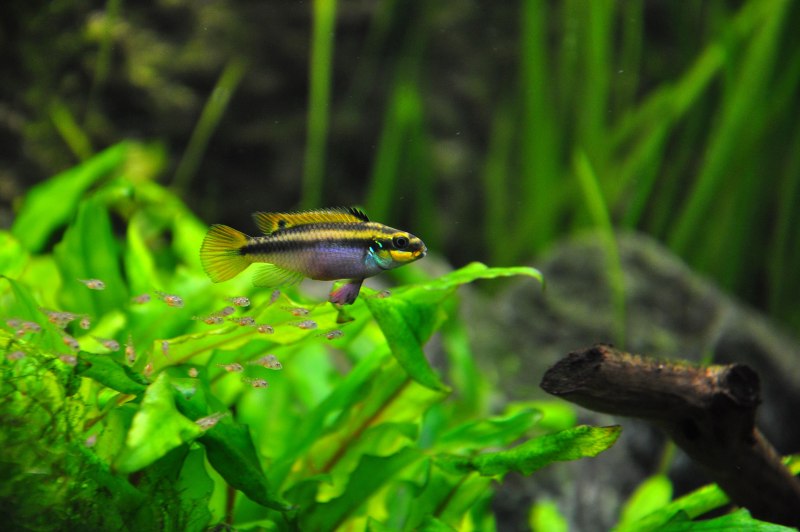 Pelvicachromis Kribensis