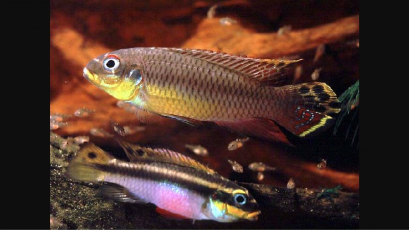 Пельвикахромис тениатус Pelvicachromis taeniatus