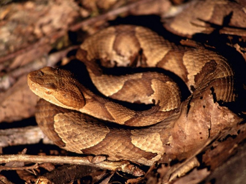 Agkistrodon contortrix