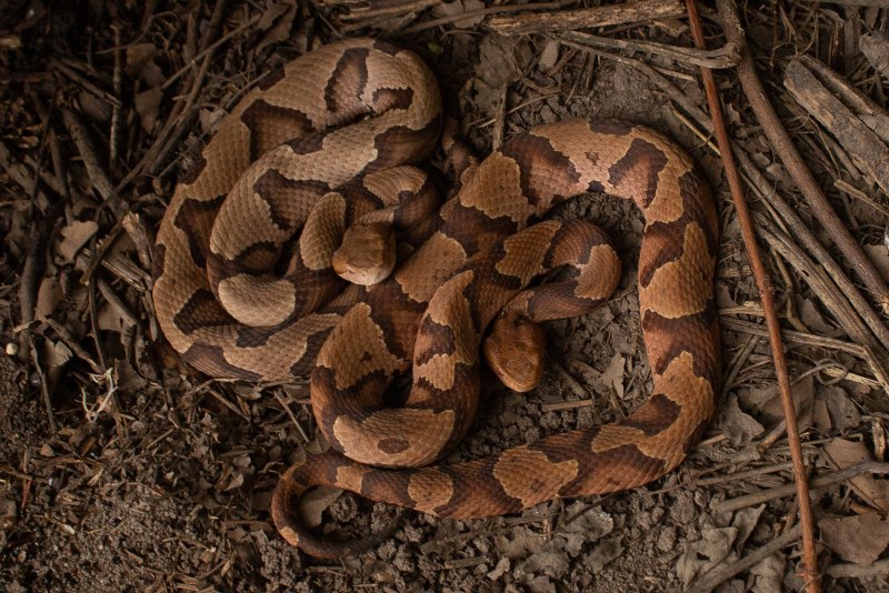 Copperhead змея