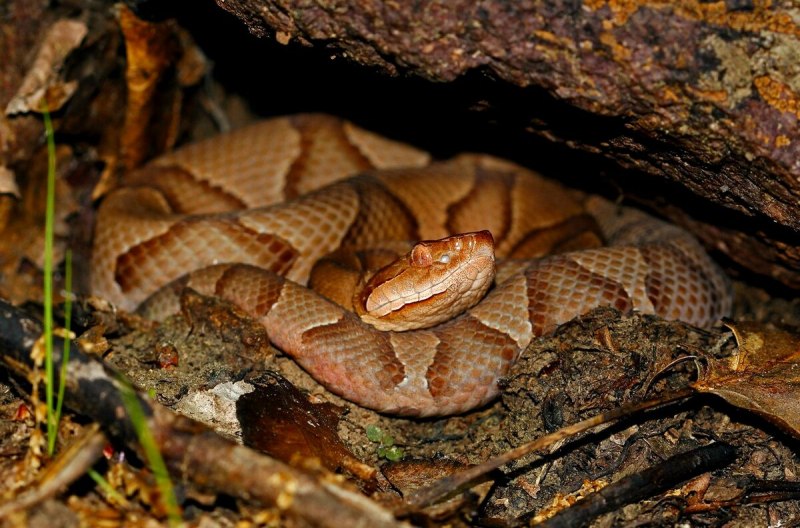Copperhead змея
