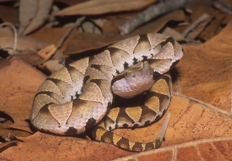 Copperhead Snake