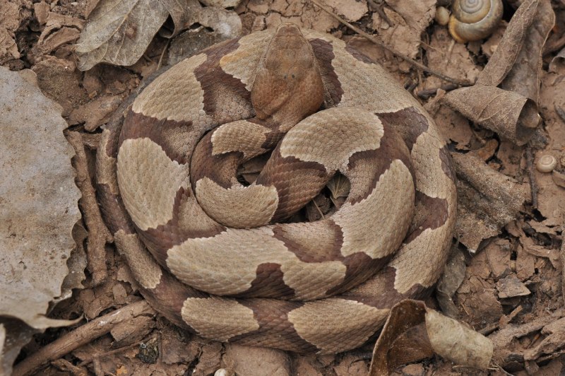 Agkistrodon piscivorus