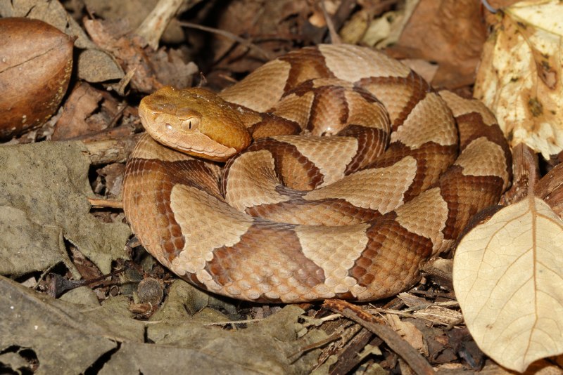 Brazilian Snake 2
