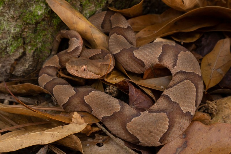 Agkistrodon contortrix