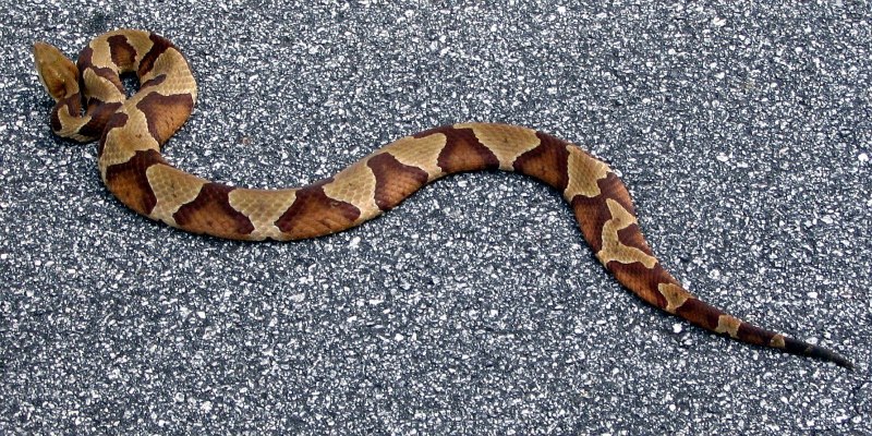 Обыкновенная гадюка (Vipera berus)