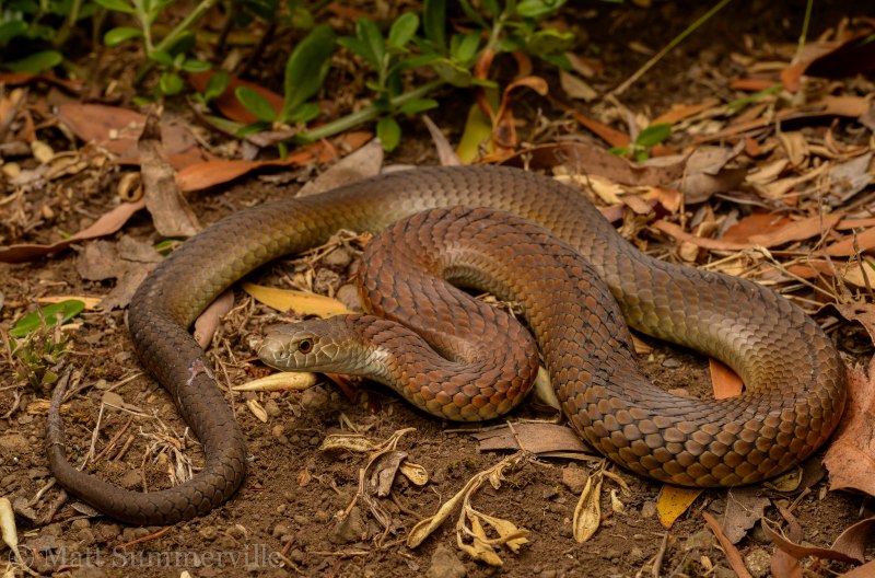 Agkistrodon contortrix