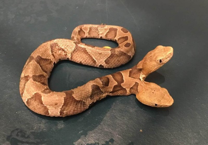 Agkistrodon contortrix