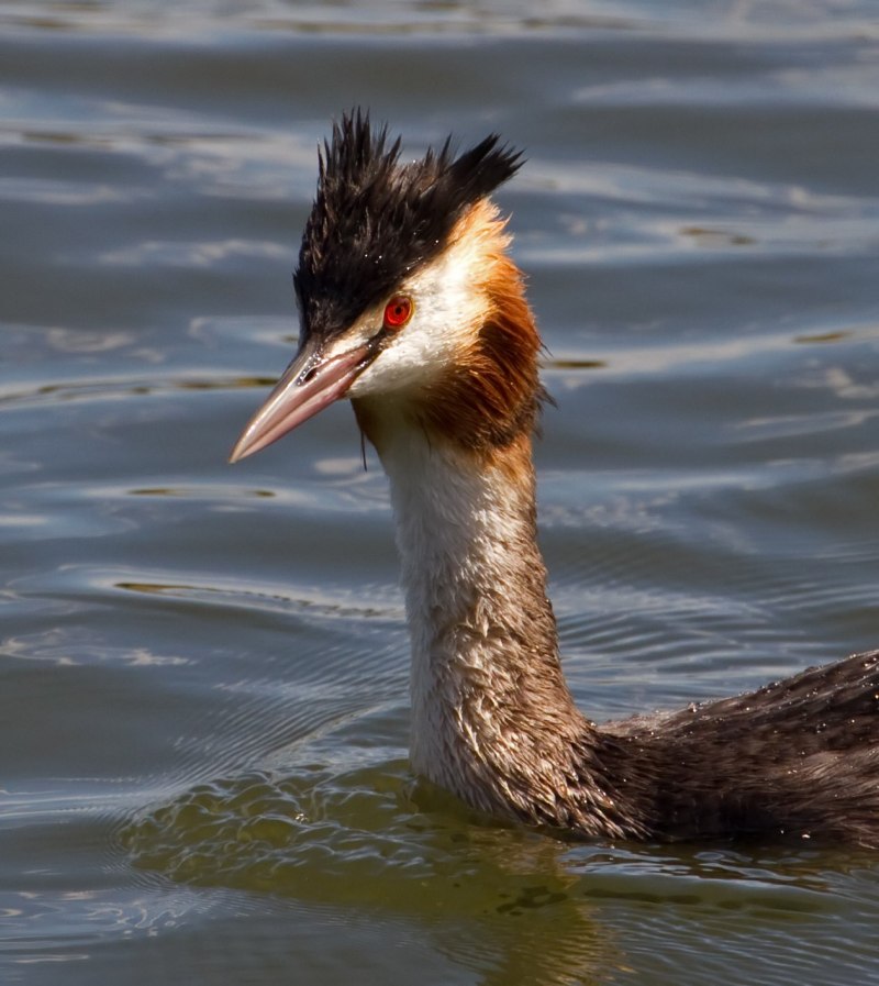 Черношейная поганка Podiceps nigricollis