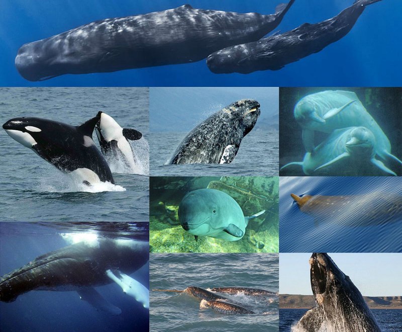 Китообразные (Cetacea)