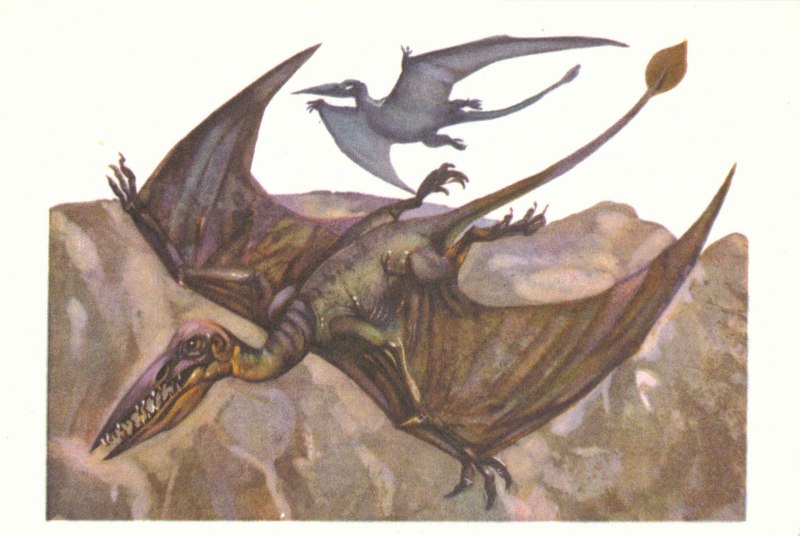 Rhamphorhynchus Jessoni