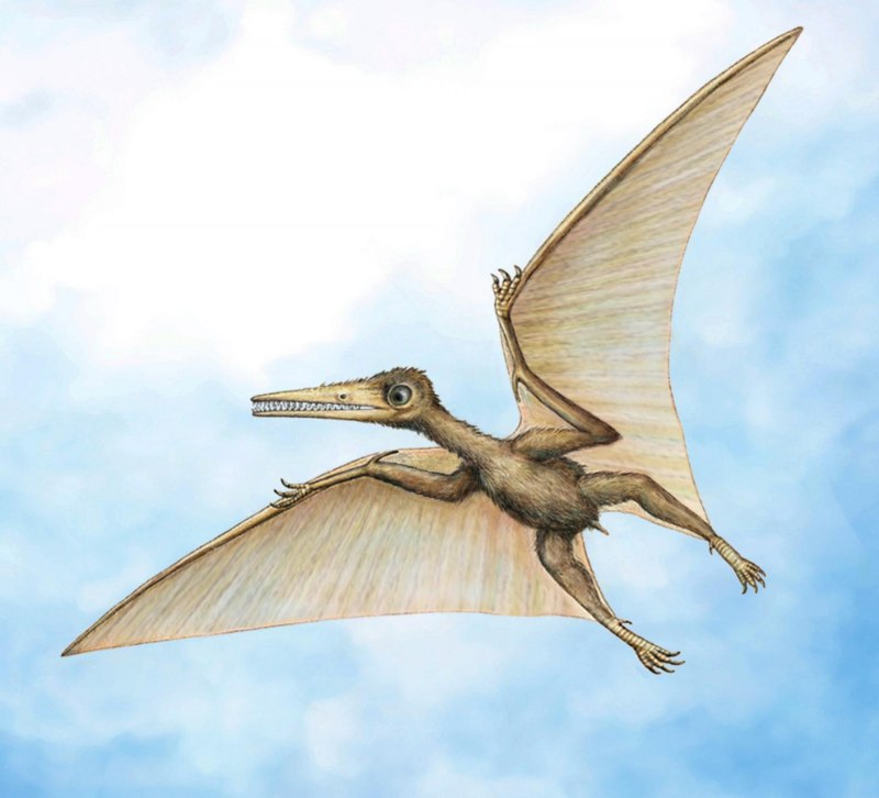 Pterosauria динозавр
