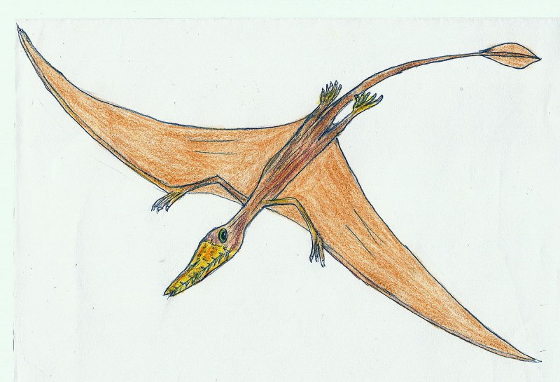 Rhamphorhynchus Jessoni