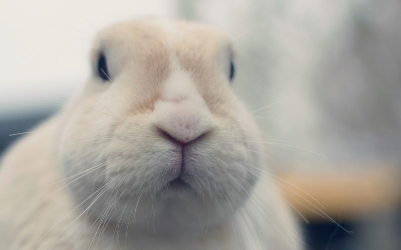 Orange Rabbits photo