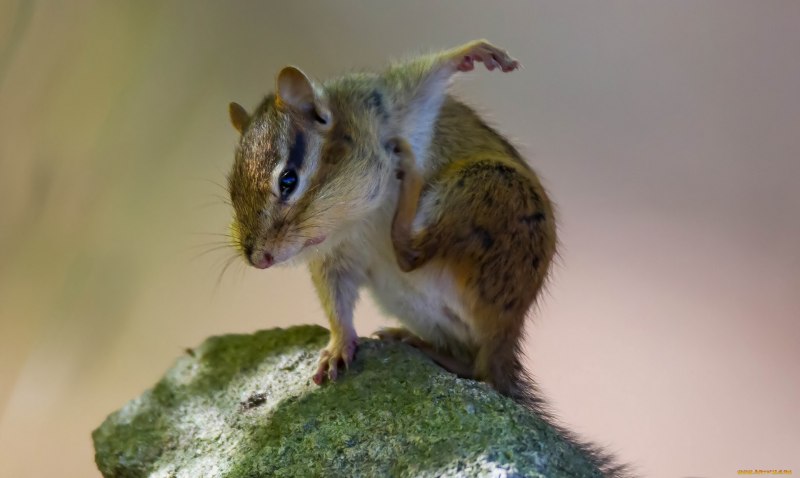 Летяга обыкновенная Pteromys volans