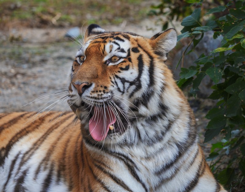 Амурский тигр Panthera Tigris altaica
