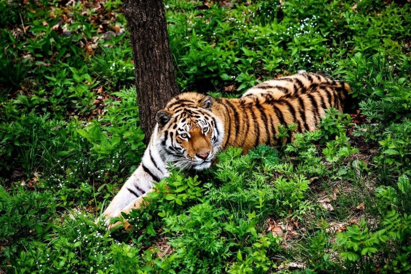 Амурский тигр Panthera Tigris altaica