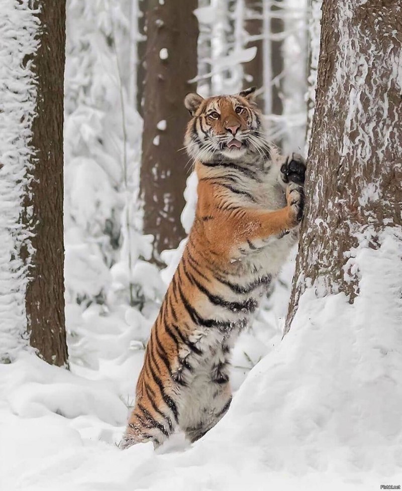 Самый большой Амурский тигр