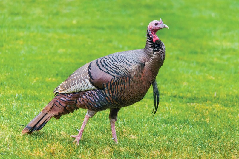 Turkey птица