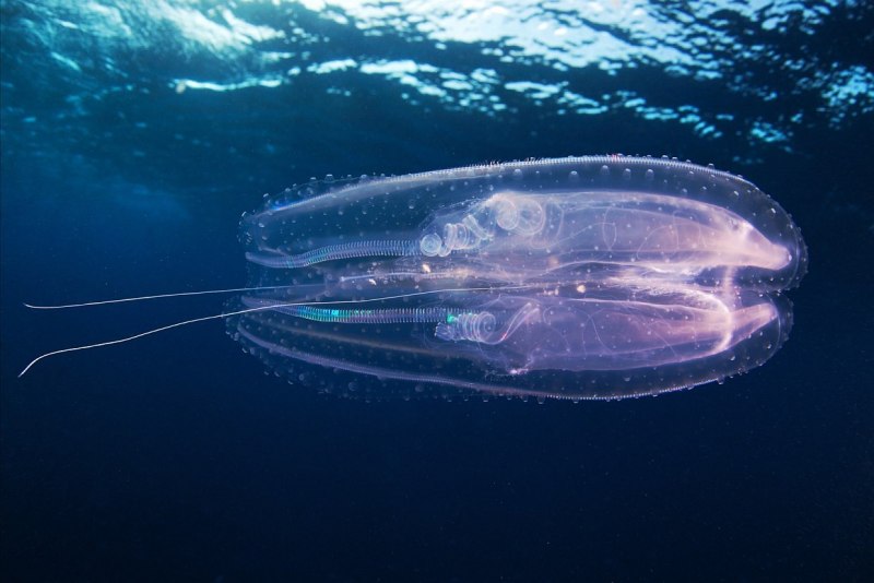 Рыба удильщик Марианская впадина
