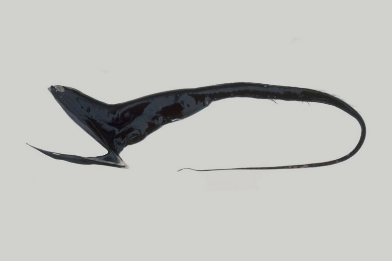 Stylophorus chordatus
