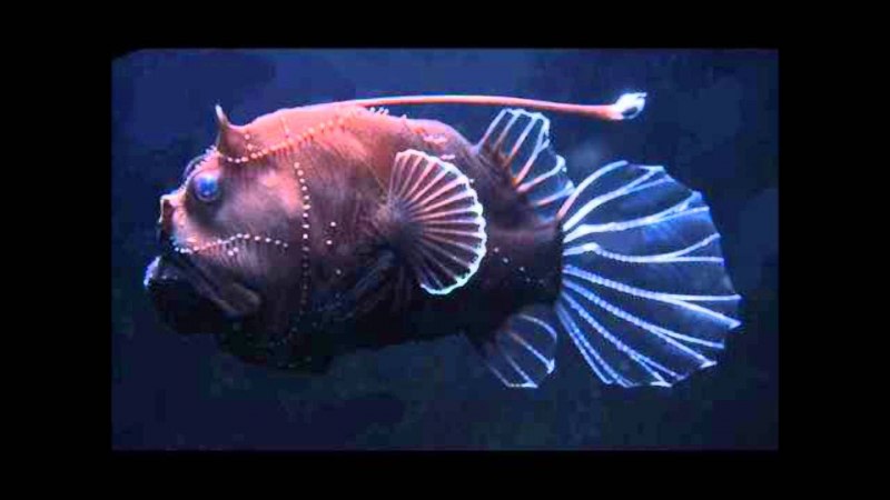 Морской черт удильщик