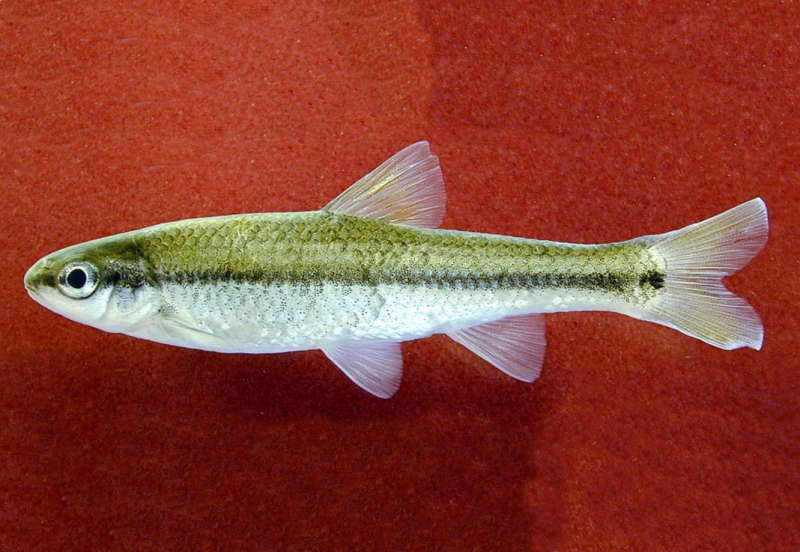 Rhynchocypris percnurus