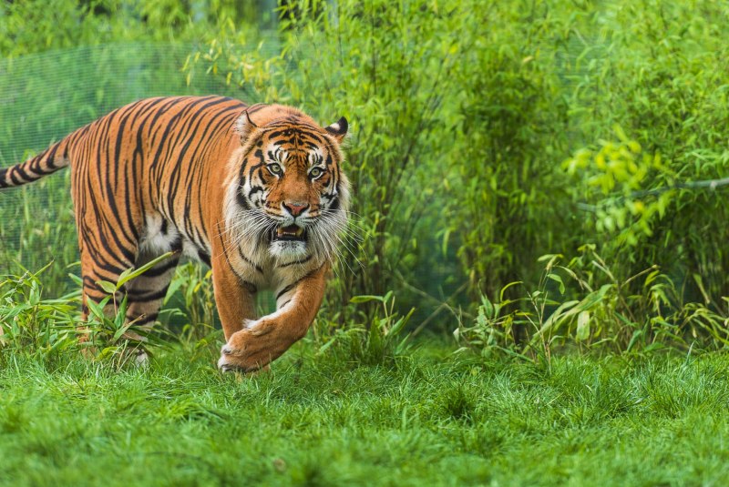 Яванский тигр (Panthera Tigris sondaica)