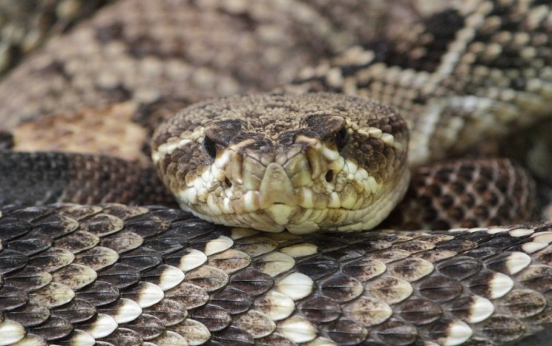 Eastern Diamondback Rattlesnake