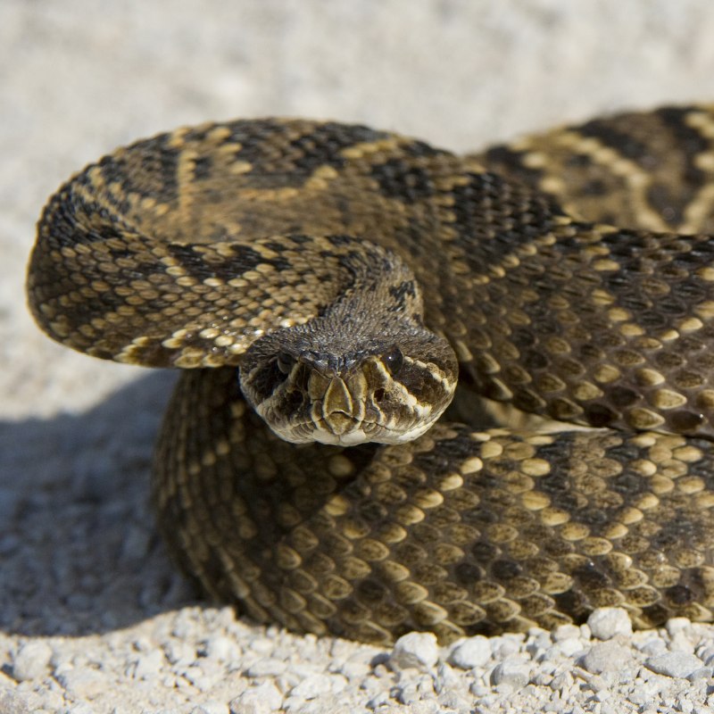 Eastern Diamondback Rattlesnake