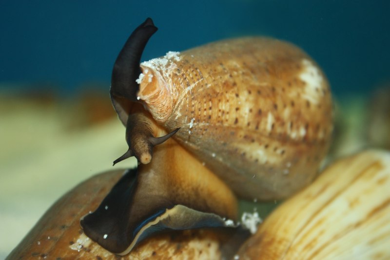 Гигантская морская улитка