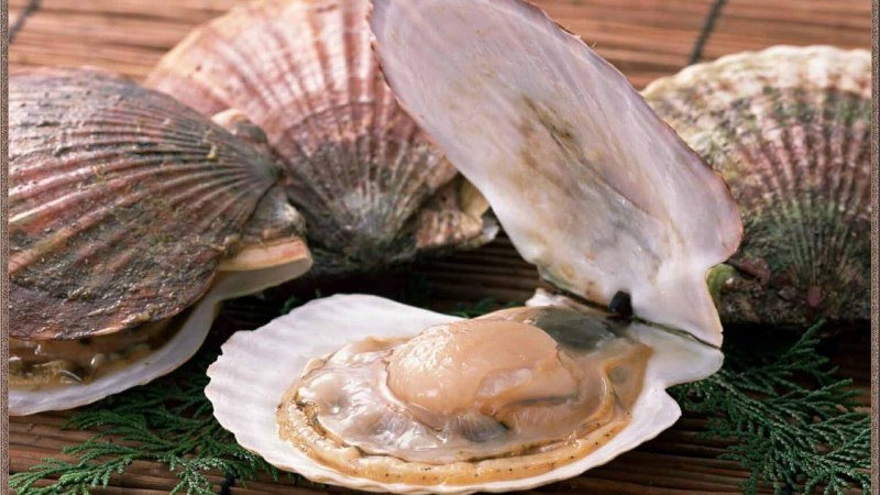 Улитка конус красное море