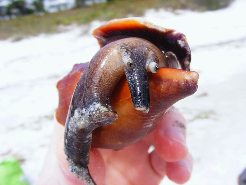 Engina mendicaria