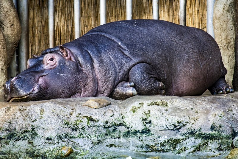 Карликовый Бегемот Choeropsis Hexaprotodon liberiensis