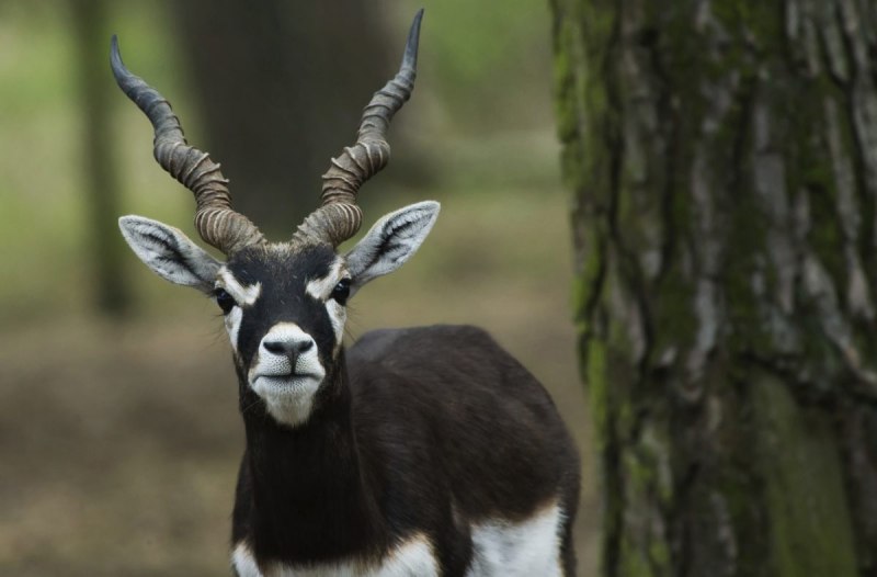 Антилопа Kudu